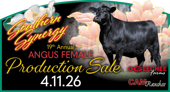 19th Annual Angus Female Sale Artwork