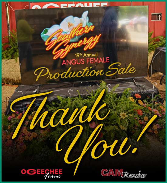 19th Annual Angus Female Sale Thank You Artwork